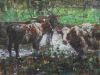 hanneke naterop  koeien in de modder  olieverf   x 40 cm. 1450 00 1632