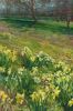 HANS VERSFELT  Veld met narcissen  olieverf x30 cm. 1500 00 3517