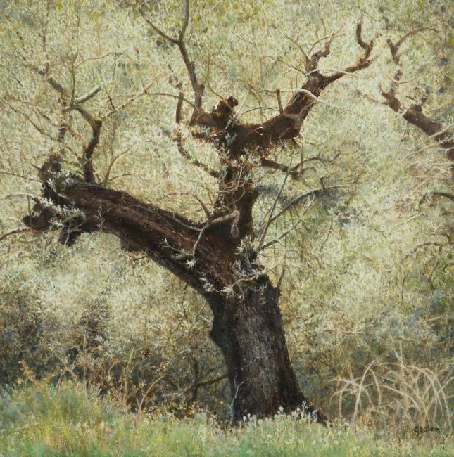 GEZIEN VAN DE RIET  Olijfboom in Spanje  tempera en olieverf x30 cm. 2190 00 3668