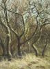 GEZIEN VAN DE RIET  Winterse abelen in de Kennemer duinen  pastel x22 cm.  690 00  2  3689