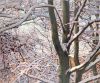 GEZIEN VAN DE RIET  Sneeuwtakken  tempera en olieverf x60 cm. 3300 00 4880
