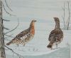 lidwien chorus  auerhoenders  litho  x 42 cm.     593