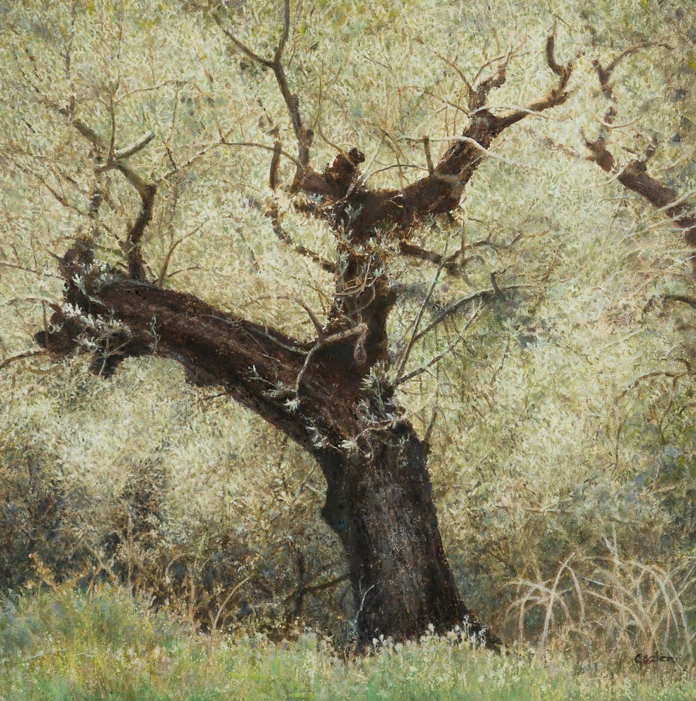 Olijfboom in Spanje